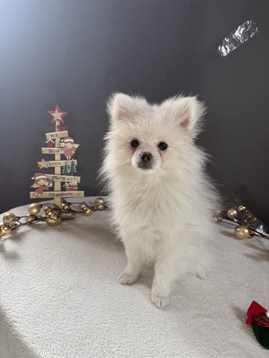 Spitz alemão Fofinha e Branquinha como a Neve