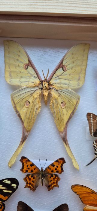 Gablotka motyle dzienne nocne na ścianę Actias sinensis Papilio i inne