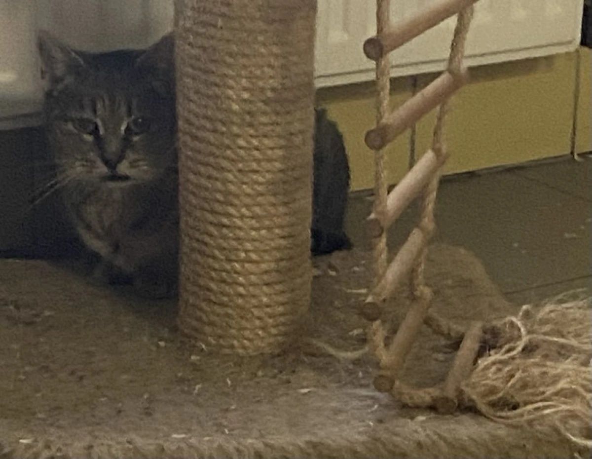 Kotka fiv+ Busia do PILNEJ adopcji!
