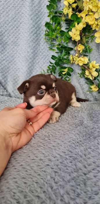 Excecional mini menina Chihuahua/Chiuaua de Qualidade,LinhagemRussa