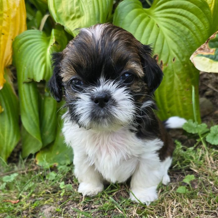 Suczka Shih- tzu tricolor