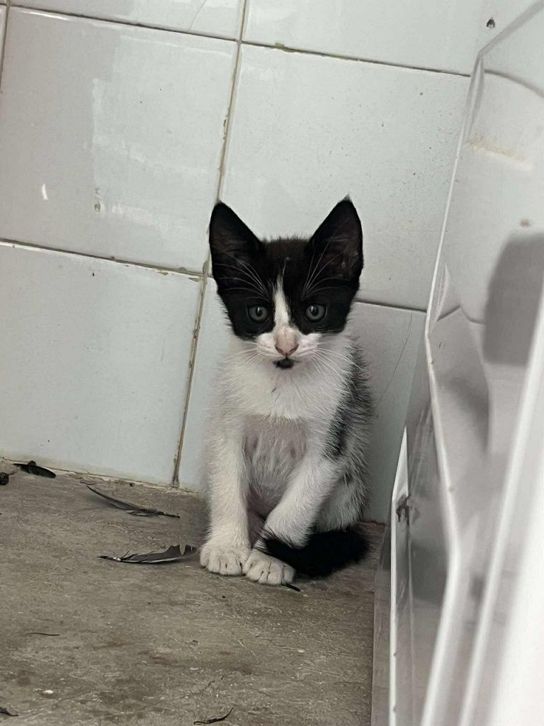 Gatinhas com 2 meses para adoção responsável