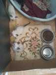 Dou gatinhos nascidos em Maio