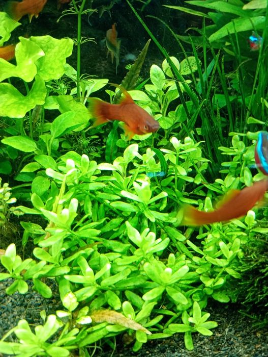 Hedyotis Salzmanii