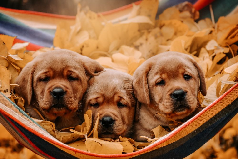 Лабрадор цуценята