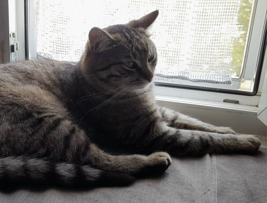 Котик ищет любящую семью.