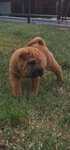 Śliczna suczka shar pei