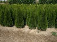 Thuja Smaragd 160,180,200,220cm!Tuje! Tuja Szmaragd! Sadzimy! Dostawa!