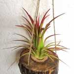 Tillandsia Ionantha var fuego 5 cm com suporte de madeira