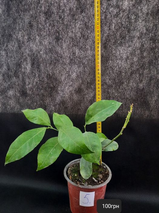 Лимони кімнатні !