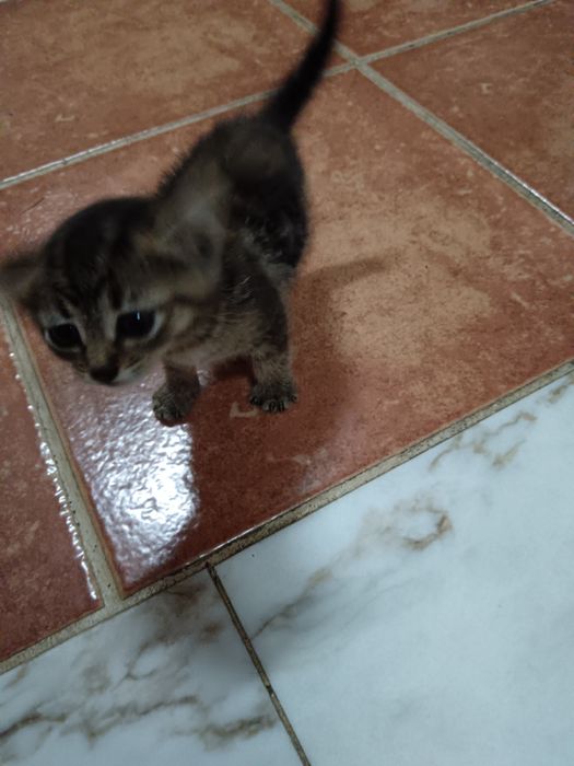 Dou gatinhos, duas fêmeas