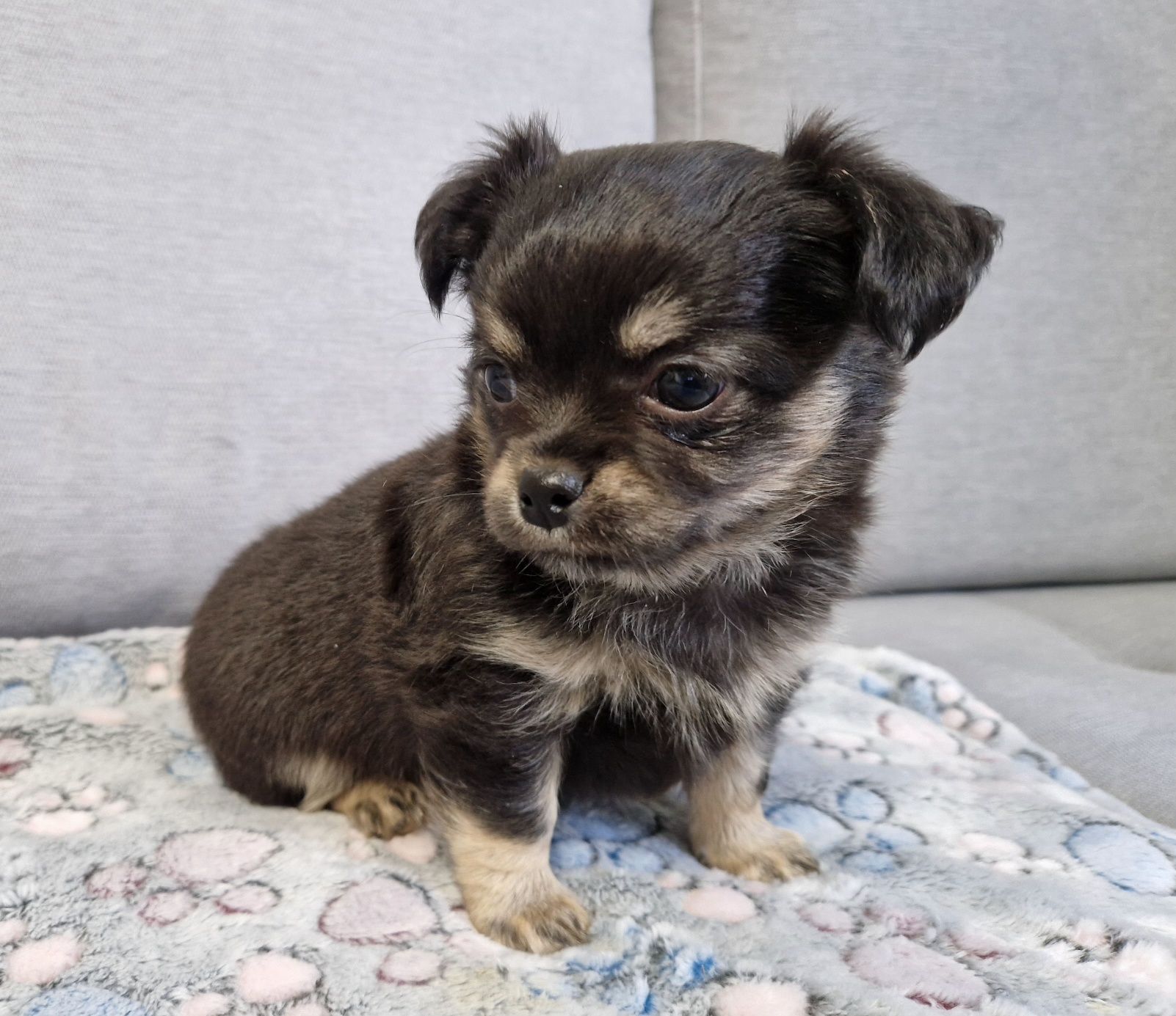 Chihuahua długowłosy śliczny piesek