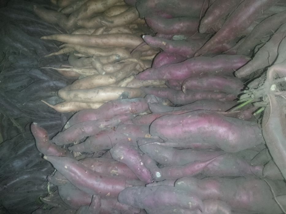 Продам батат різних сортів 70грн/кг