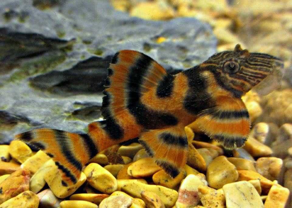 ZBROJNIK L397  Tiger Pleco (Panaqolus sp. L397)