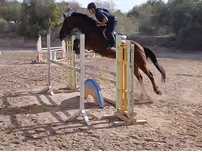 Cavalo de desporto