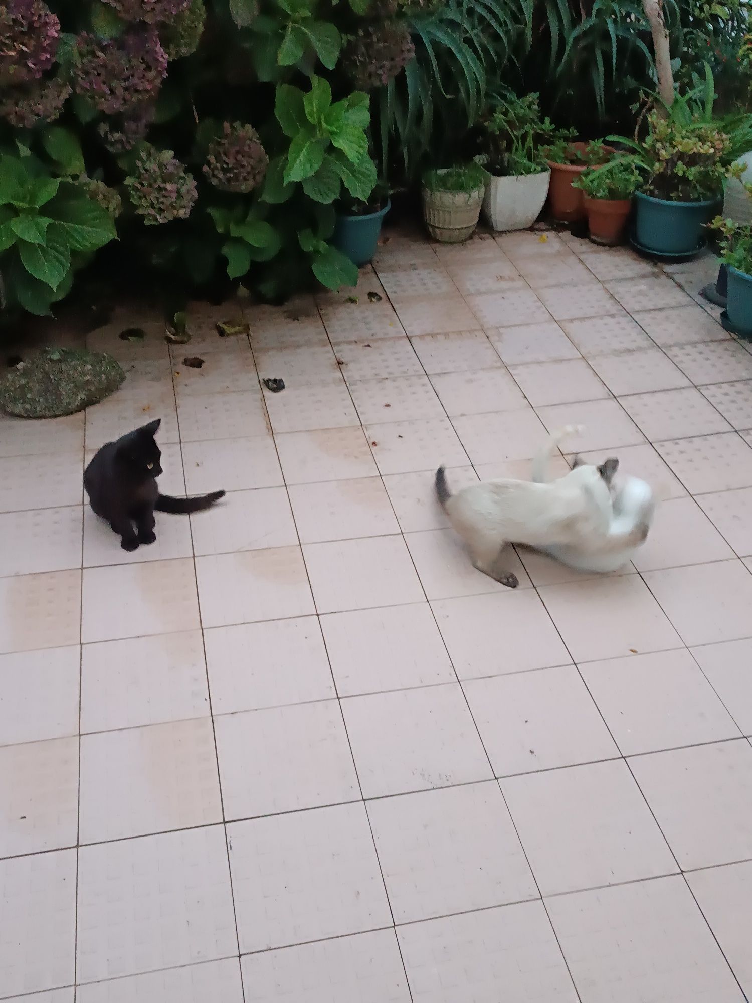 Gatinhos para uma Adoção Responsável