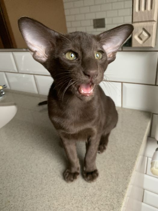 Kotka Orientalna Krótkowłosa