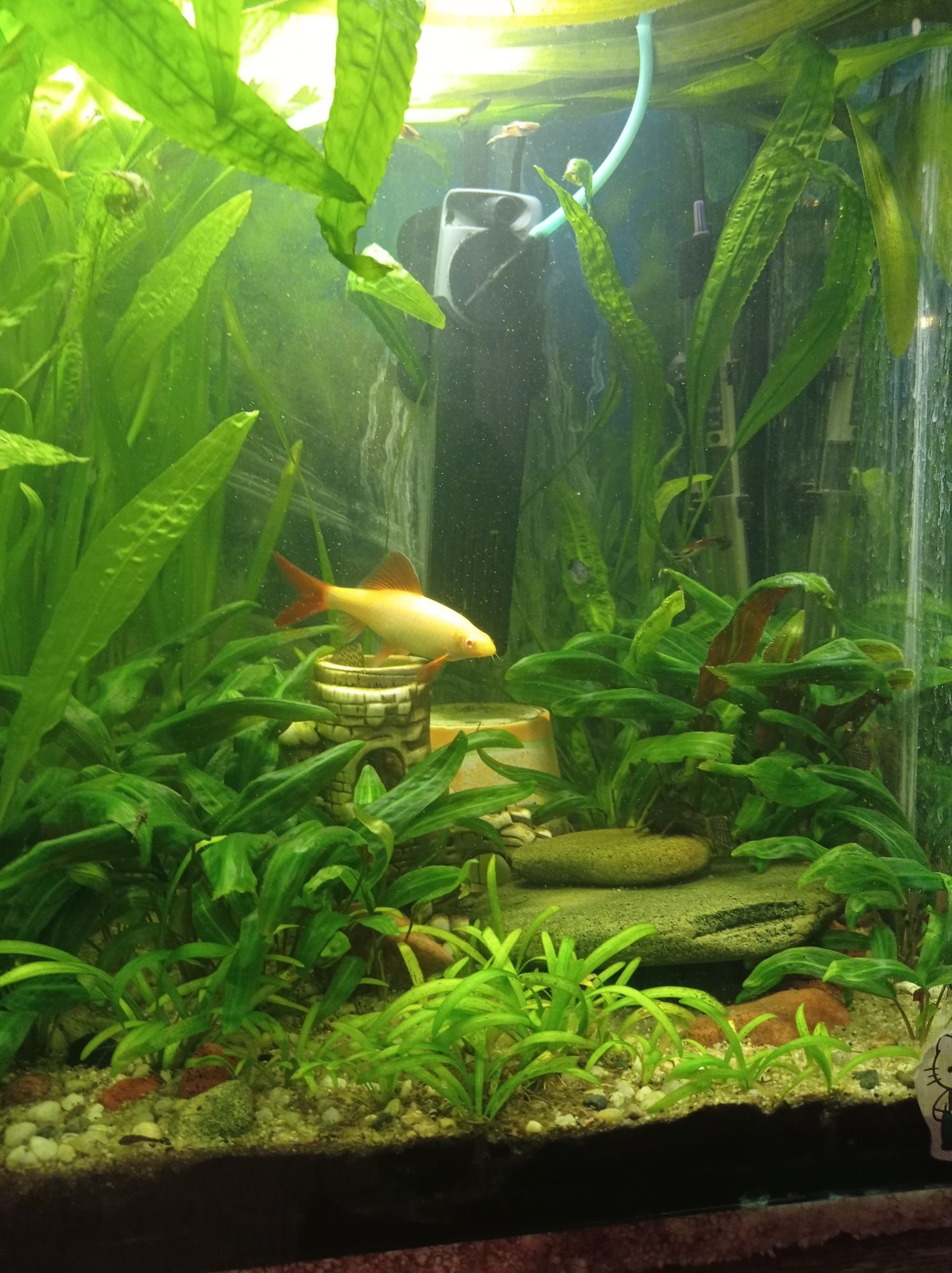 Labeo albinos 15 cm