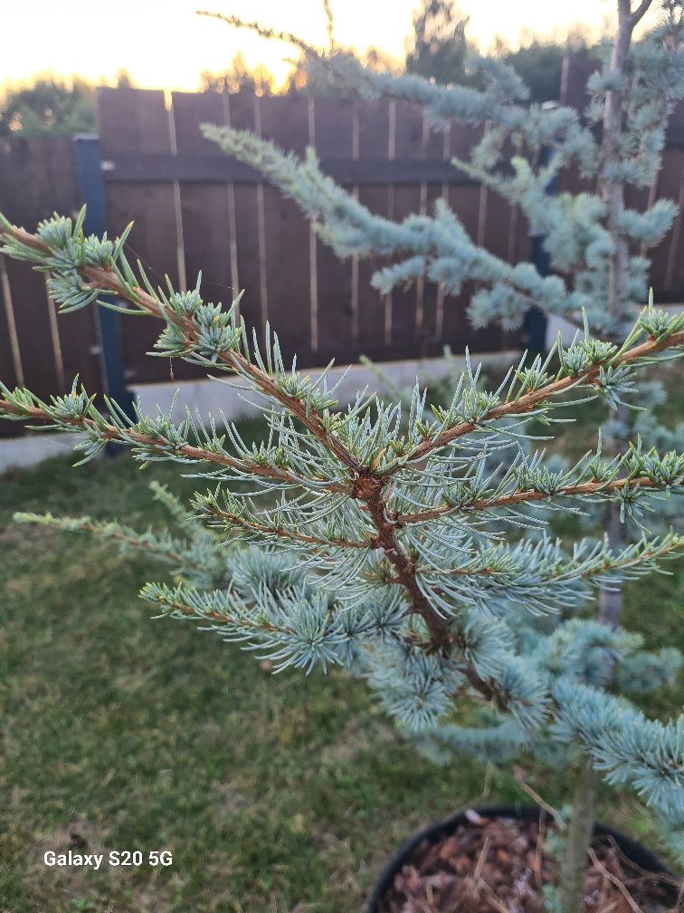 Cedr Cedrus  sadzonki 2-2,50cm wysokie.