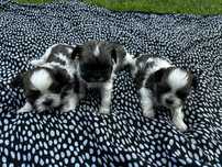 Oddam pieski shih tzu