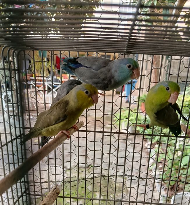 Forpus de 2025, Anilhados