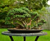 Айхрізон - Дерево Кохання і Щастя кімнатні рослини квіти озеленення