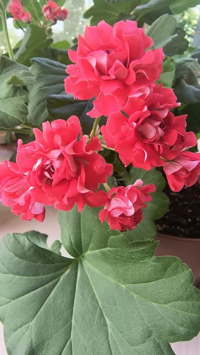 Пеларгонія сортова Pink Rambler