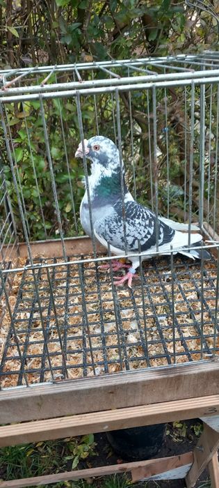 Gołębie staropolskie