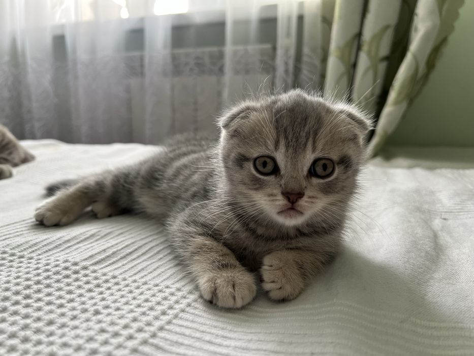 Шотландське висловухе кошеня, хлопчик