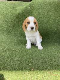 Beagle Bicolor Fêmea