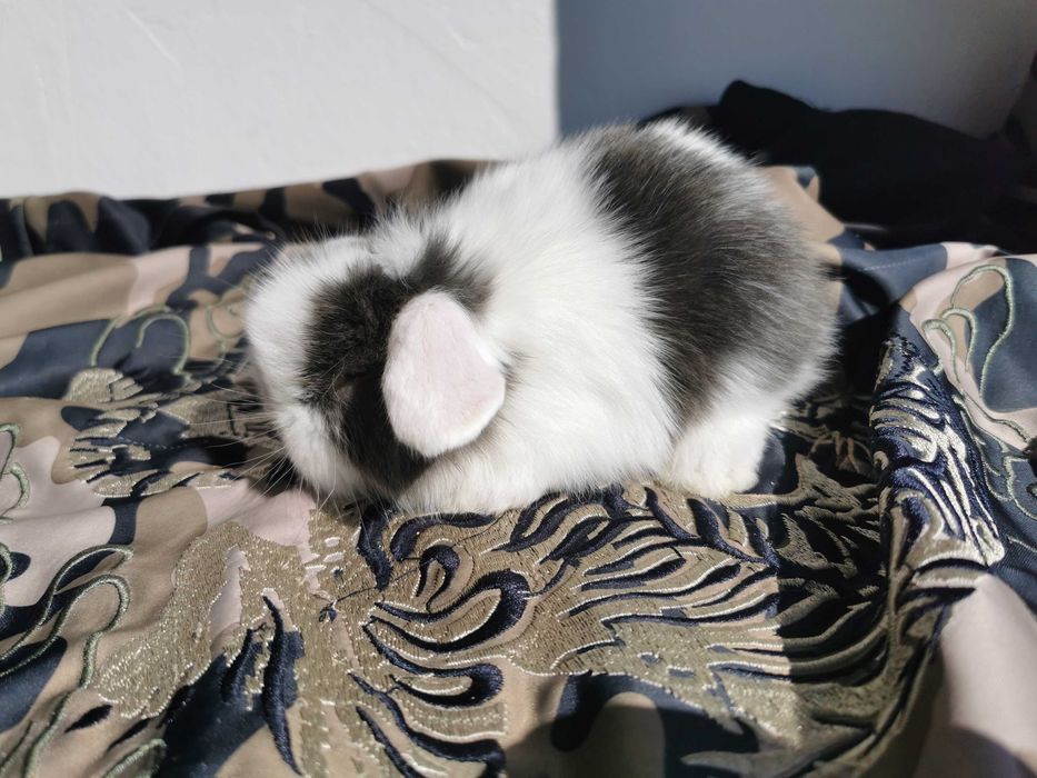 Coelhos anões mini (Bebés)+Gaiola Nova +alimentação adequada