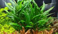 Kryptokoryna Cryptocoryne wendtii green - roślina akwariowa