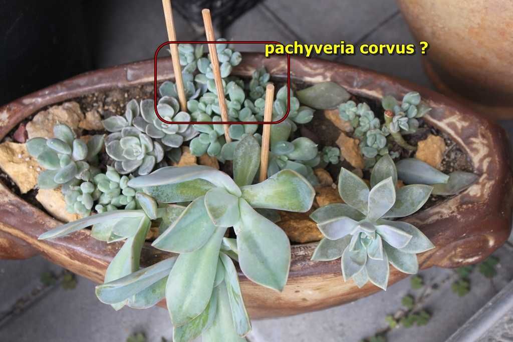 Pachyveria corsus jak echeveria odrost o wys. ok. 3 cm