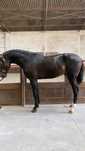 Riaz cavalo puro sangue lusitano