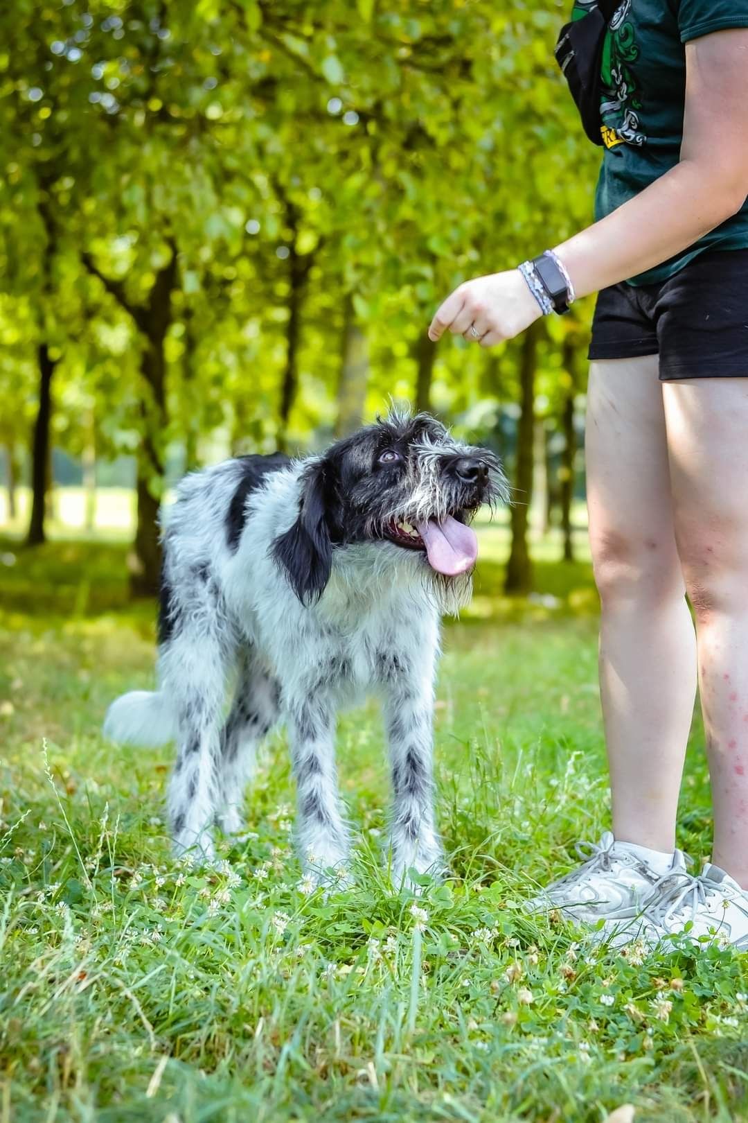 Roczny biało- czarny psiak szuka odpowiedzialnego Domu!