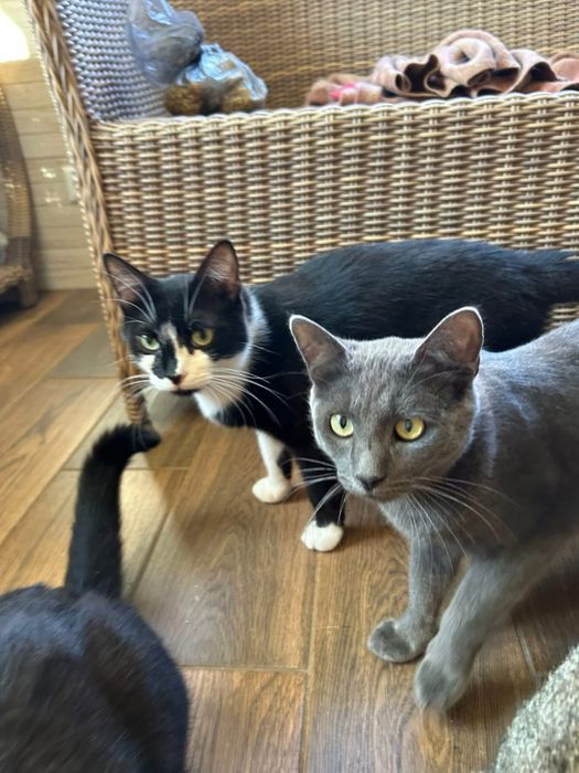 Котик сірий шукає сімʼю! Вік до 1 року. Кастрований. Волонтерський.