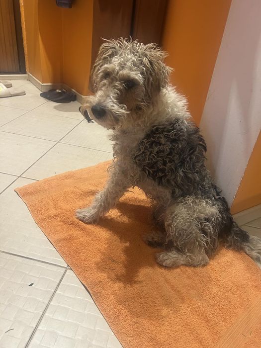 Шукає родину фокстер'єр