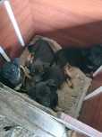 Pinscher não puros