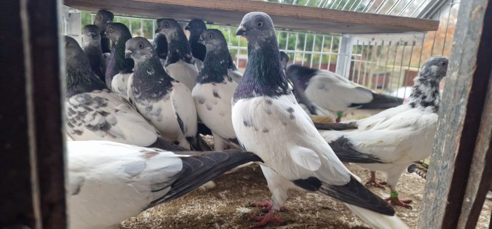 Budapeszty końcate gołębie budapeszt samiec samica