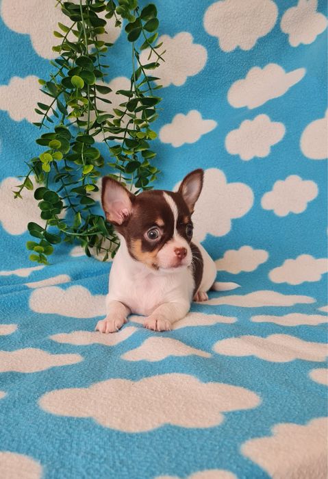 Excecional mini Chihuahua/Chiuaua LinhagemRussa. Qualidad