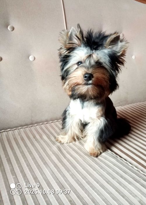 Yorkshire terrier chłopczyk Billy