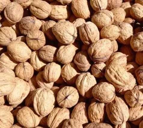 Nozes Franquette Biológica