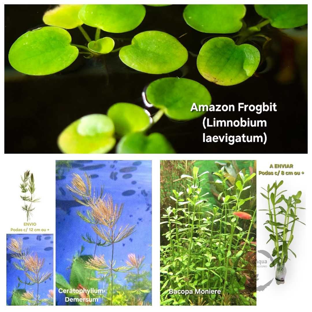 Pack 30 plantas Aquário - 7 espécies manutenção fácil