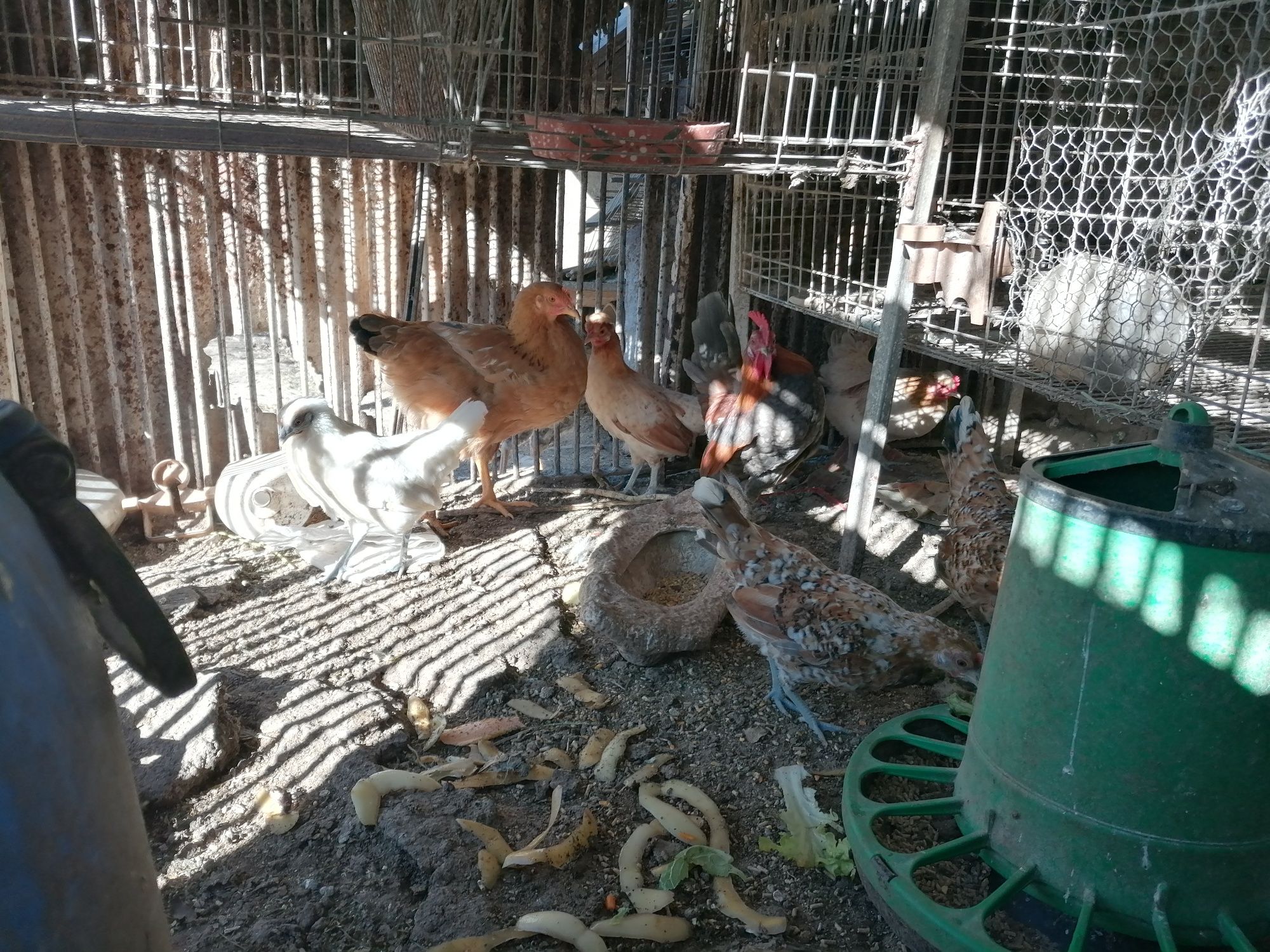 Garnizés para venda