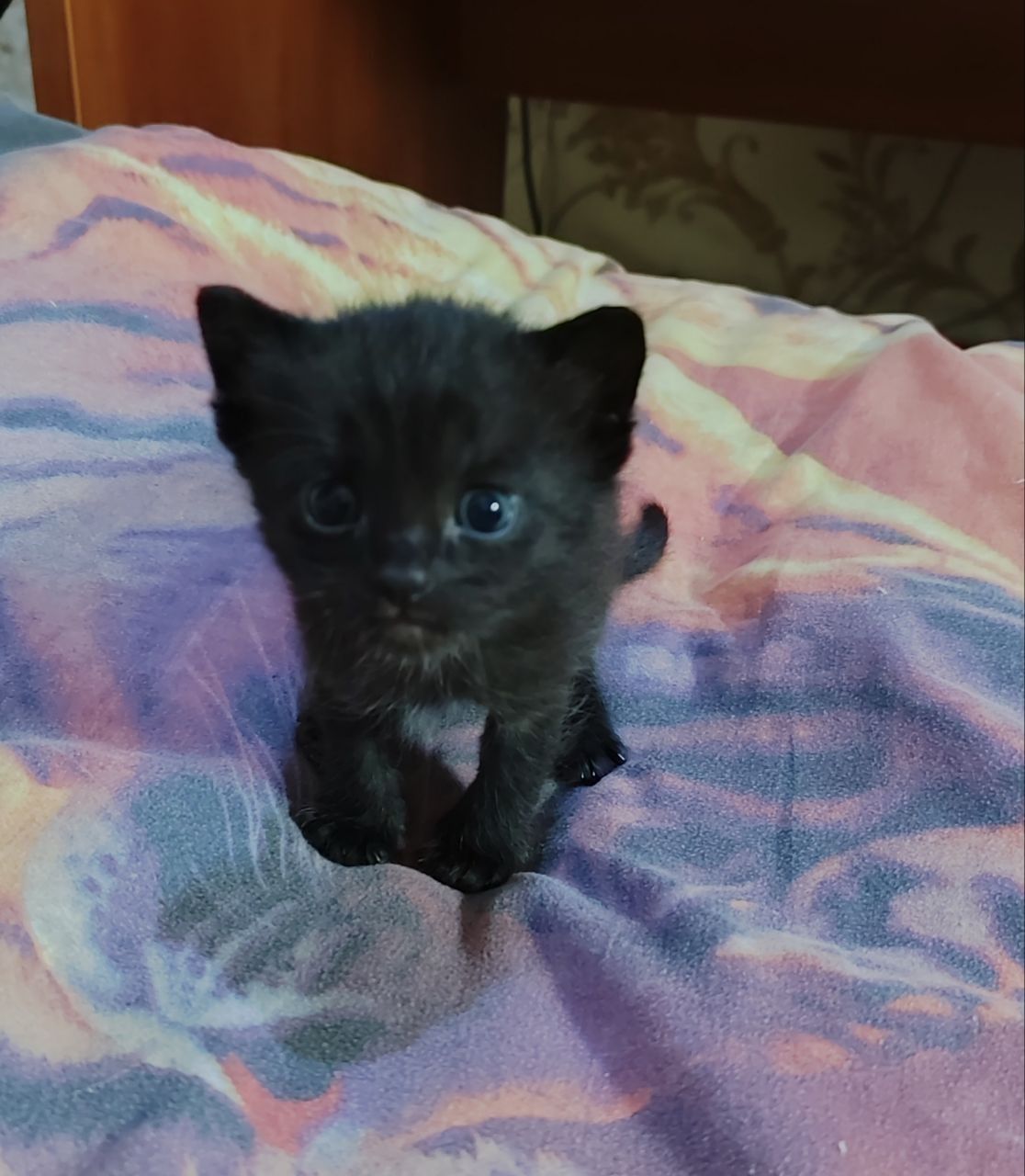 Котята!) 2 мальчика и девочка, им месяц