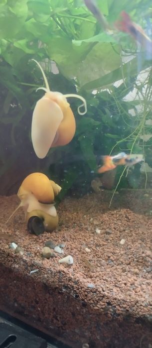 Vendo Ampulárias 12 € por 10