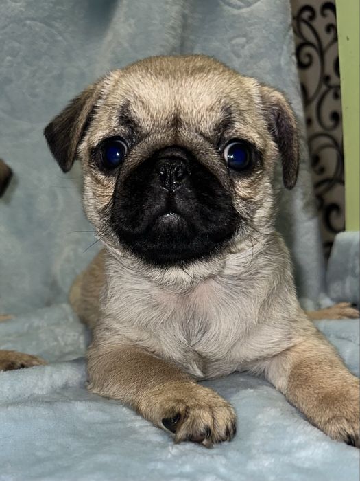 Шикані дівчатка 2.5 місяці