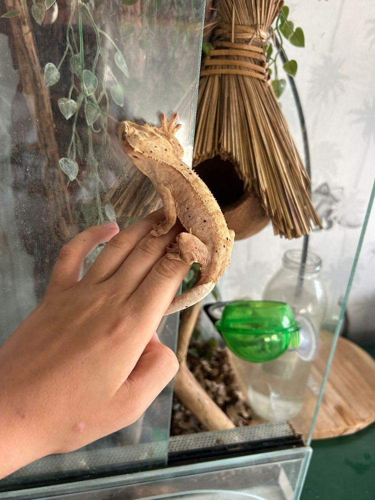 Gekon przęsiony wraz z terrarium