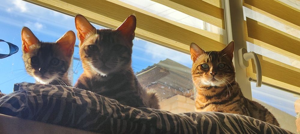 Бенгальська кішка, кошеня бенгала 3міс хлопчик