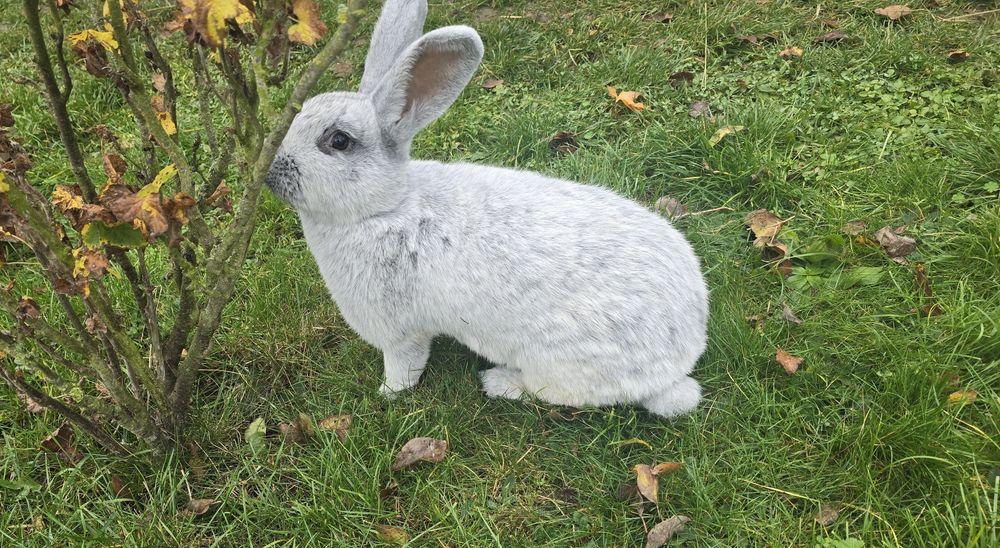 Sprzedam króliki Wielki jasnosrebrzysty WJS